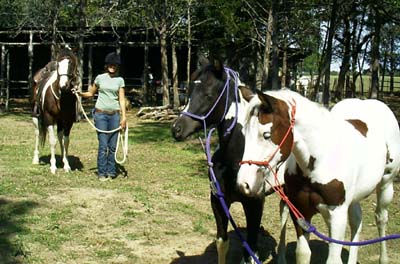 QT Doc Bar and his foals